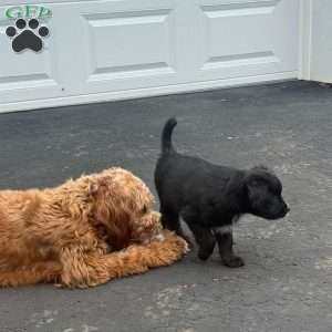 Wakanda, Border Collie Mix Puppy